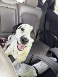 Found/Stray Male Dog last seen Veterans park, Arlington, TX 76016