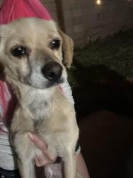 Found/Stray Female Dog last seen Near Cypress Ave E Fontana, CA  92337 United States, Fontana, CA 92337