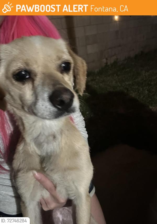 Found/Stray Female Dog last seen Near Cypress Ave E Fontana, CA  92337 United States, Fontana, CA 92337