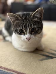 Found/Stray Unknown Cat last seen 182nd and 1st St. Ct. E., Lake Tapps, WA 98391