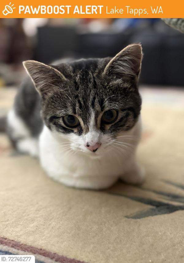 Found/Stray Unknown Cat last seen 182nd and 1st St. Ct. E., Lake Tapps, WA 98391