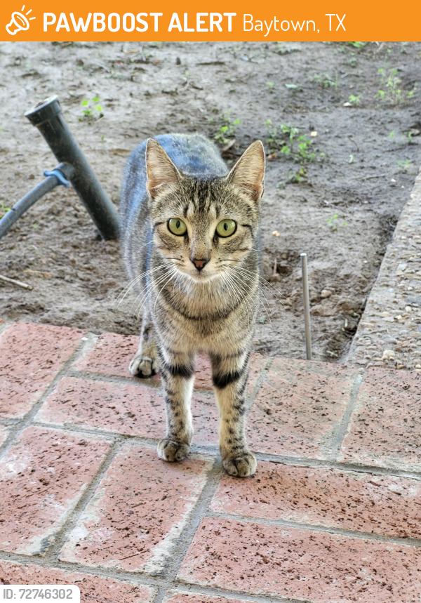 Found/Stray Unknown Cat last seen Southwood St, Baytown, TX 77520