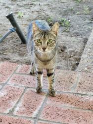 Found/Stray Unknown Cat last seen Southwood St, Baytown, TX 77520