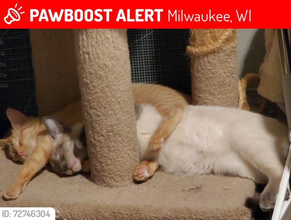 Lost Male Cat last seen 24th place and Burleigh, Milwaukee, WI 53206