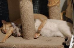Lost Male Cat last seen 24th place and Burleigh, Milwaukee, WI 53206