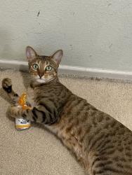 Lost Female Cat last seen Near coyote springs drive, Diamond Bar, CA 91765