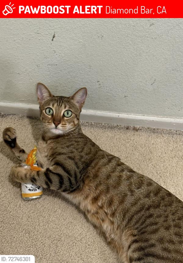 Lost Female Cat last seen Near coyote springs drive, Diamond Bar, CA 91765