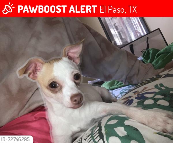 Lost Female Dog last seen Woodland and montoya, El Paso, TX 88063