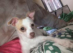 Lost Female Dog last seen Woodland and montoya, El Paso, TX 88063