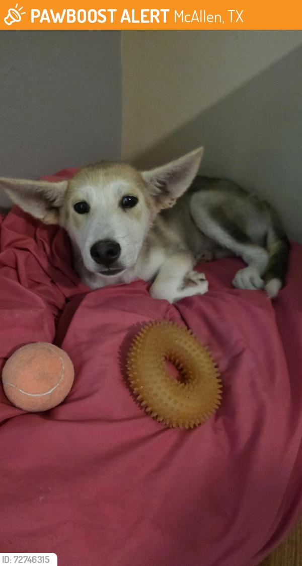 Found/Stray Male Dog last seen 1st and iris ave mcallen tx, McAllen, TX 78501