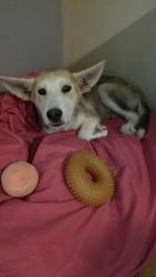 Found/Stray Male Dog last seen 1st and iris ave mcallen tx, McAllen, TX 78501