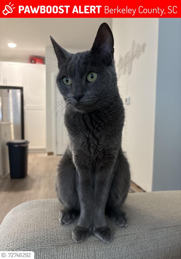 Lost Male Cat last seen Emblem Cane Bay North apmts, Berkeley County, SC 29486