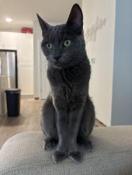 Lost Male Cat last seen Emblem Cane Bay North apmts, Berkeley County, SC 29486
