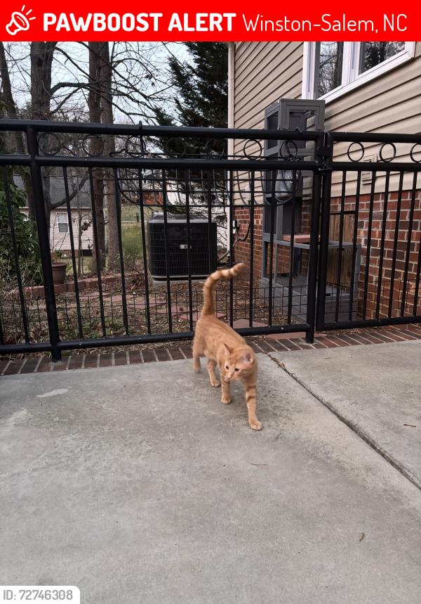 Lost Female Cat last seen Oak Summit Street, Hemphill Drive, Mcgill Drive, Winston Salem, Winston-Salem, NC 27105
