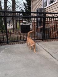 Lost Female Cat last seen Oak Summit Street, Hemphill Drive, Mcgill Drive, Winston Salem, Winston-Salem, NC 27105