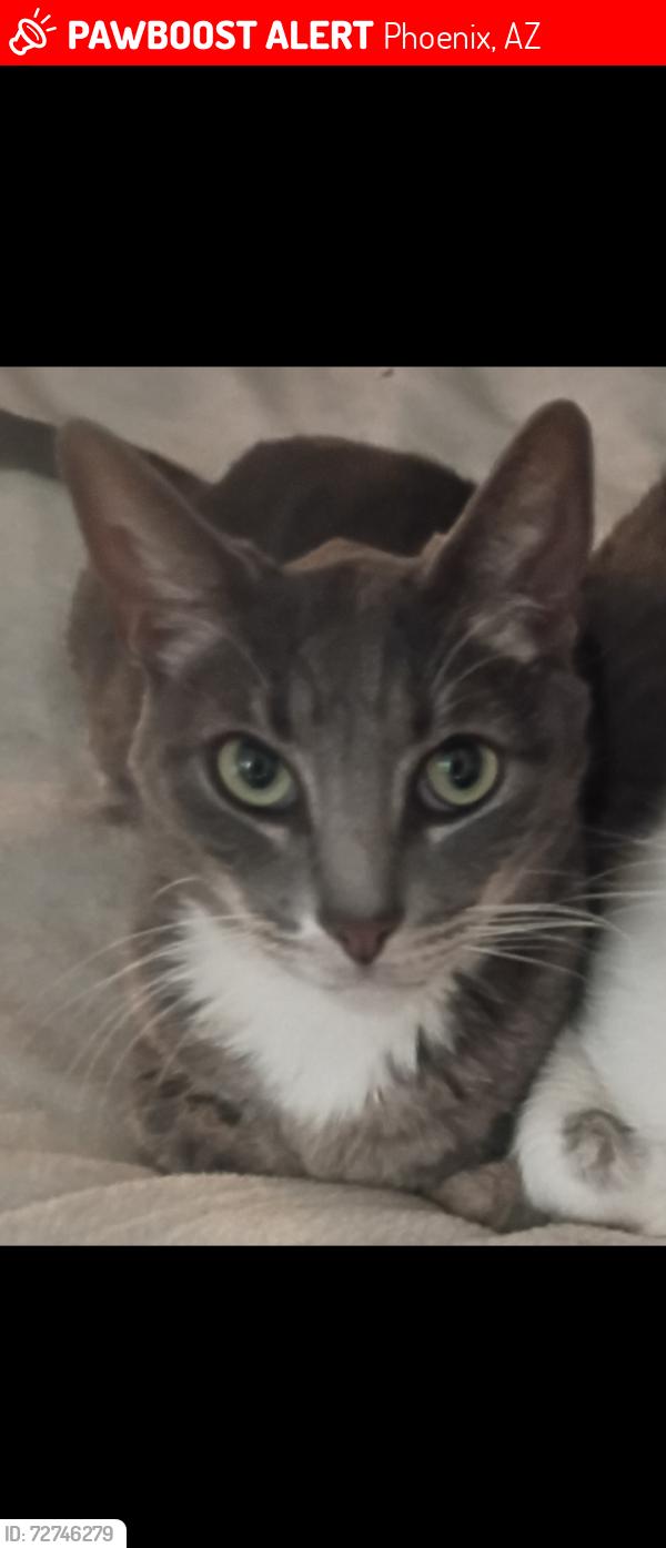 Lost Male Cat last seen Pool area in townhouse complex, Phoenix, AZ 85032