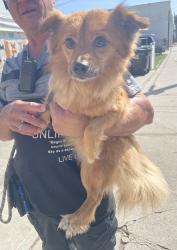 Found/Stray Male Dog last seen Near block and W 116th St, Hawthorne, CA 90250