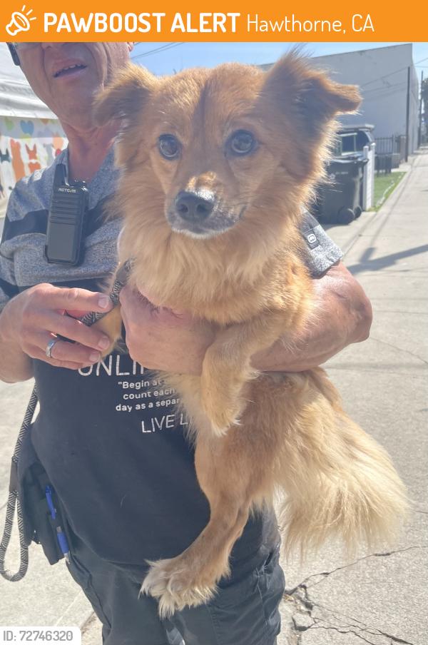 Found/Stray Male Dog last seen Near block and W 116th St, Hawthorne, CA 90250