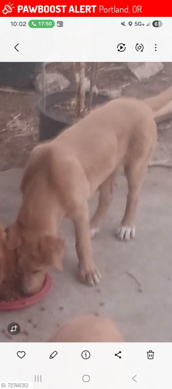 Lost Male Dog last seen Wilshire Oklahoma , Portland, OR 97212