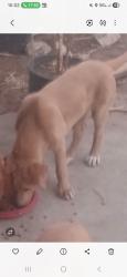 Lost Male Dog last seen Wilshire Oklahoma , Portland, OR 97212