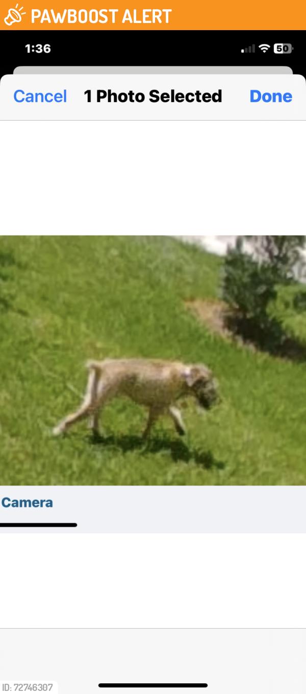 Found/Stray Unknown Dog last seen Winston Trails community, Palm Beach County, FL 33463