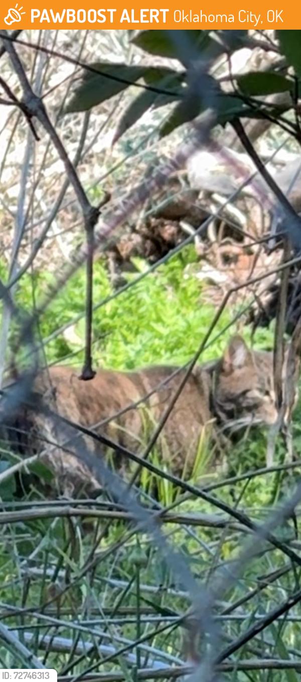 Found/Stray Unknown Cat last seen 63rd and Portland, Oklahoma City, OK 73116