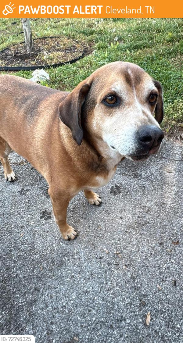 Found/Stray Male Dog last seen Inman street Cleveland, TN, Cleveland, TN 37311