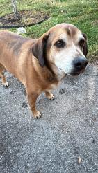 Found/Stray Male Dog last seen Inman street Cleveland, TN, Cleveland, TN 37311