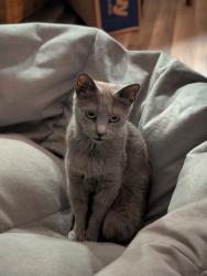 Lost Female Cat last seen FM1486 & Shady Oaks Blvd, Montgomery, TX 77316