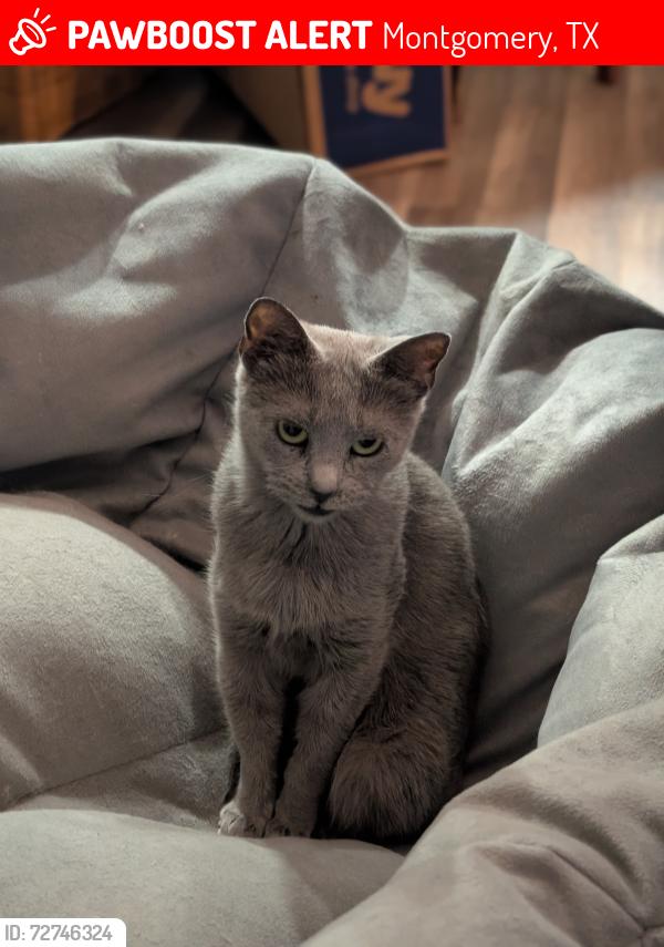 Lost Female Cat last seen FM1486 & Shady Oaks Blvd, Montgomery, TX 77316