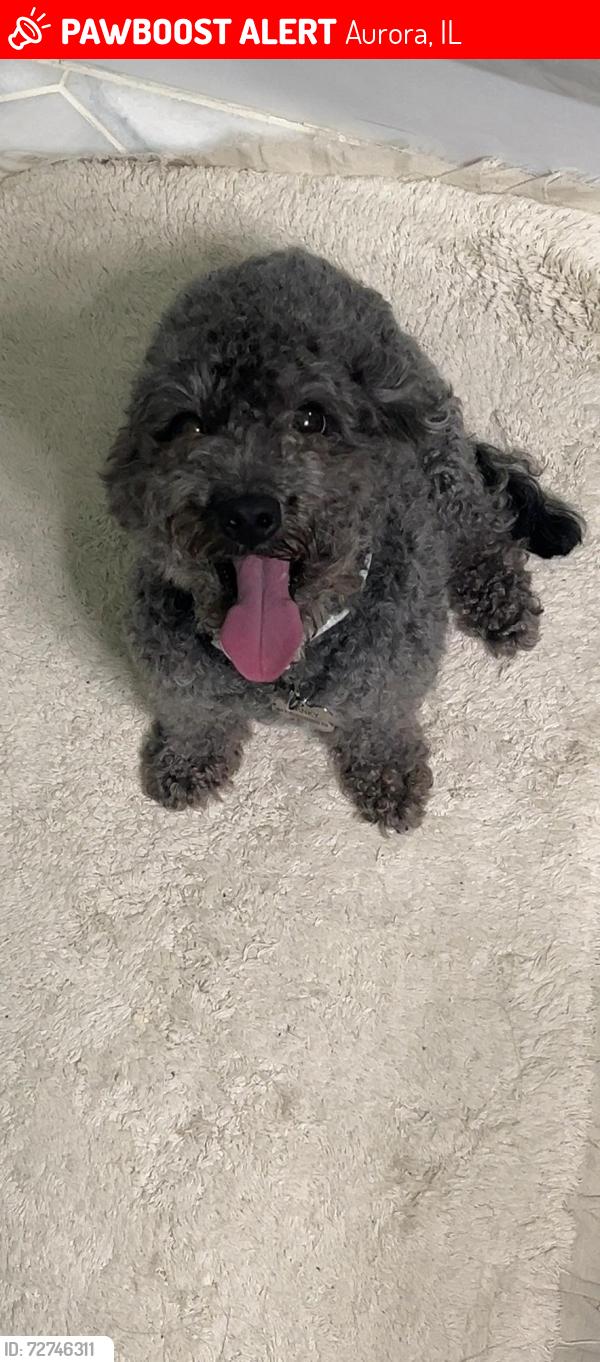 Lost Male Dog last seen Near Sherwood Glen Park in north aurora , Aurora, IL 60505