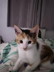 Lost Female Cat last seen Queens Road west drayton , Greater London, England UB7 9EG