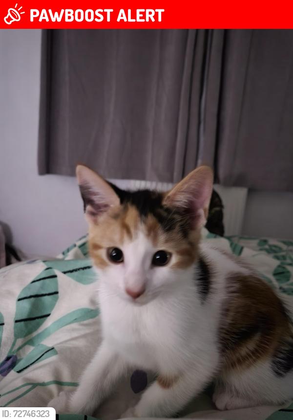 Lost Female Cat last seen Queens Road west drayton , Greater London, England UB7 9EG