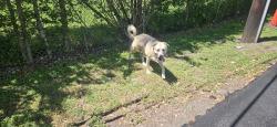Found/Stray Male Dog last seen Across from  depot on Chimney Rock, Houston, TX 77035