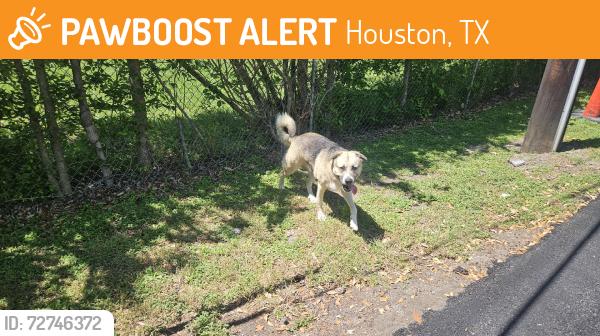 Found/Stray Male Dog last seen Across from  depot on Chimney Rock, Houston, TX 77035