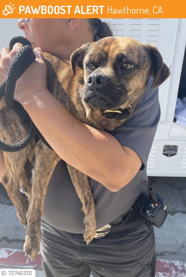 Found/Stray Male Dog last seen Near block and W Rosecrans Ave, Hawthorne, CA 90250