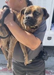 Found/Stray Male Dog last seen Near block and W Rosecrans Ave, Hawthorne, CA 90250