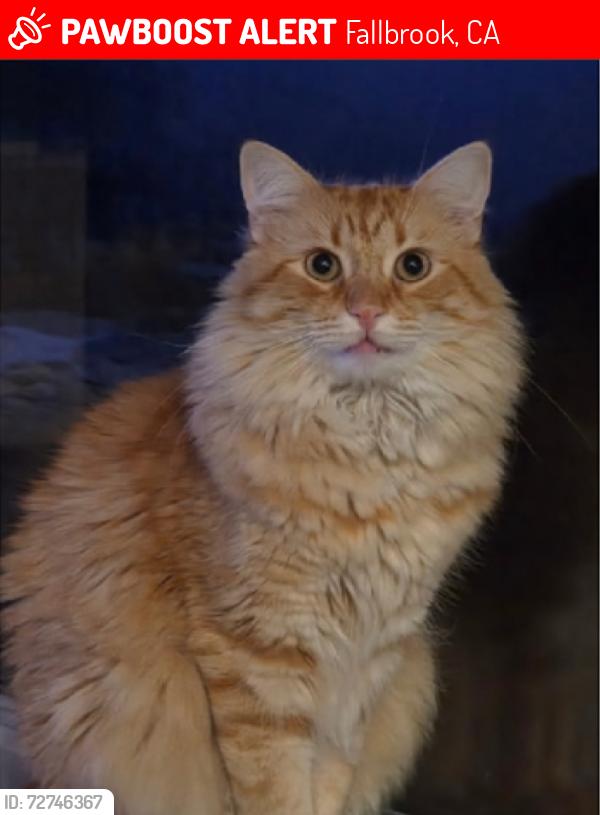 Lost Male Cat last seen Lake Circle Road & Lake Circle Drive, Fallbrook, CA 92028