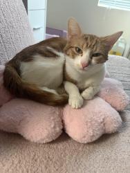 Lost Female Cat last seen avrv, O'Fallon, MO 63366