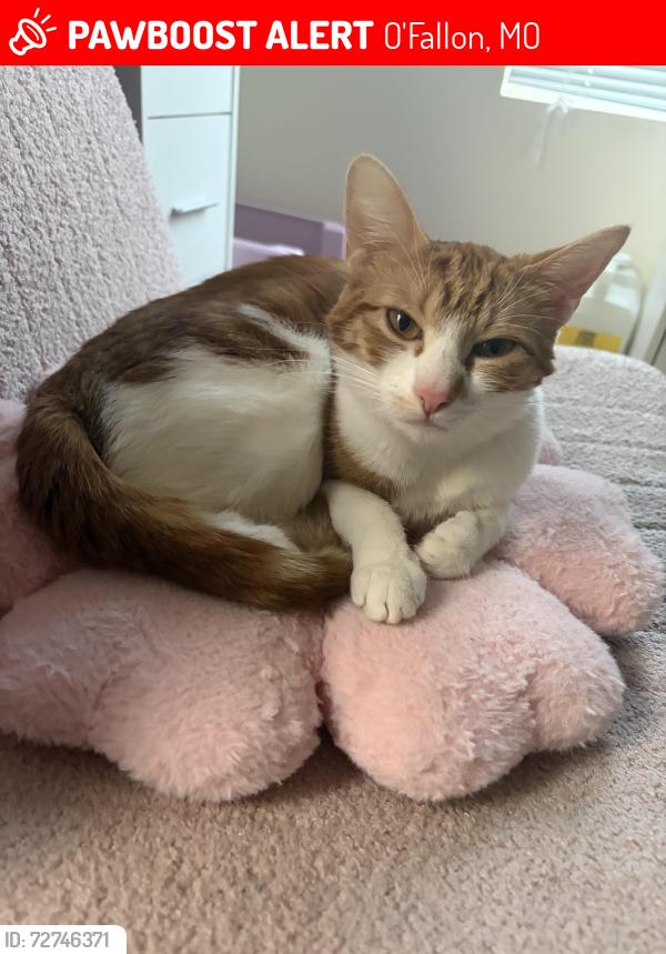 Lost Female Cat last seen avrv, O'Fallon, MO 63366