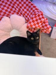 Lost Female Cat last seen avrv, O'Fallon, MO 63366