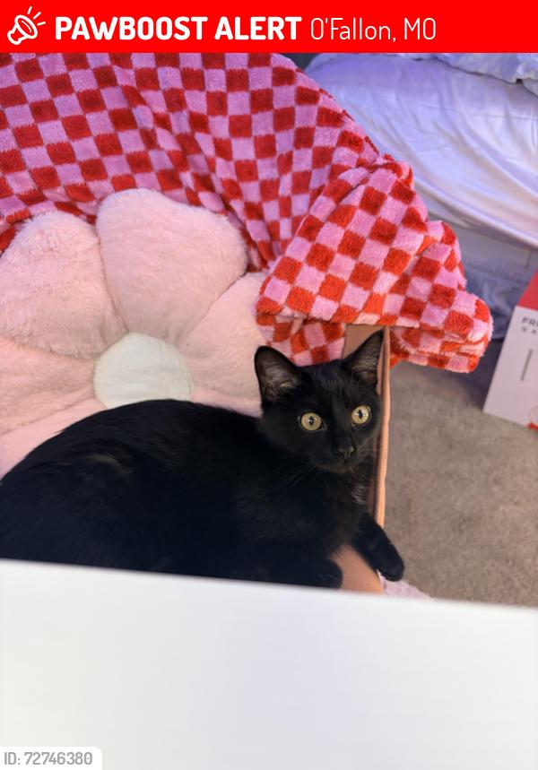 Lost Female Cat last seen avrv, O'Fallon, MO 63366