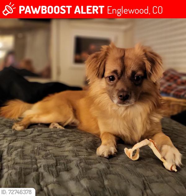 Lost Male Dog last seen Near Tejon/Raritan and Yale, Englewood, CO 80110