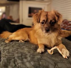 Lost Male Dog last seen Near Tejon/Raritan and Yale, Englewood, CO 80110