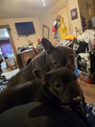 Lost Female Dog last seen Titan school, Fort Worth, TX 76110