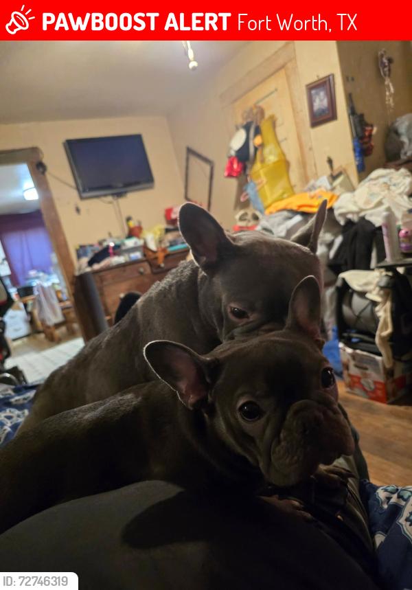 Lost Female Dog last seen Titan school, Fort Worth, TX 76110