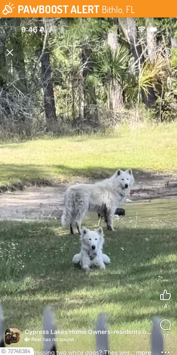 Found/Stray Unknown Dog last seen Seafood st, Bithlo, FL 32820