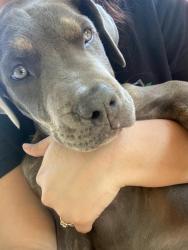 Lost Unknown Dog last seen Near rising brook dr Cypress tx 77433, Cypress, TX 77433