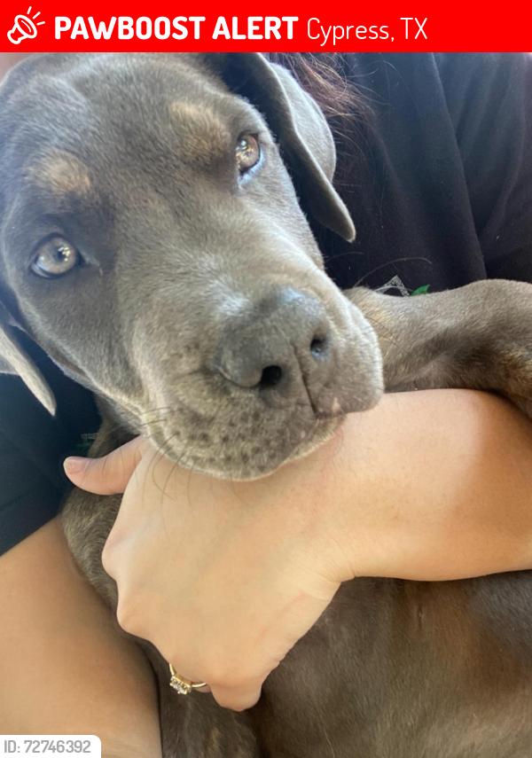Lost Unknown Dog last seen Near rising brook dr Cypress tx 77433, Cypress, TX 77433