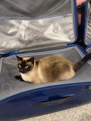 Lost Male Cat last seen South Holmes Ave, Belmont ests development , Idaho Falls, ID 83404